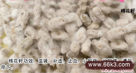 棉子籽