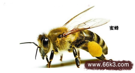 马蜂与蜜蜂的区别